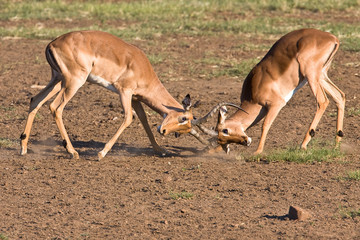 Impala rams fighting in the dusty savanna