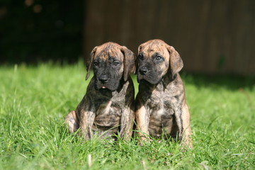 jumeaux dogue allemand