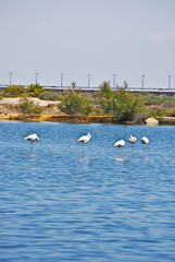 Laguna en Paraje N.M del Odiel