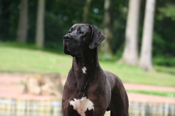 dogue allemand noir et blanc