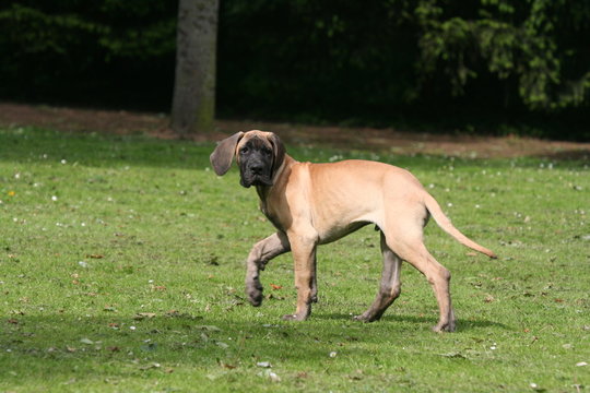chiot dague allemand dans une drole de situation