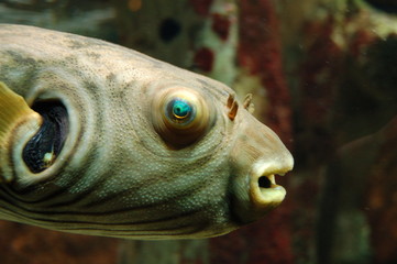 Obraz premium poisson exotique