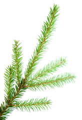 green fir branches with space for your text isolated
