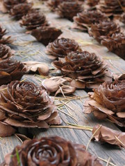 plein de pommes de pin