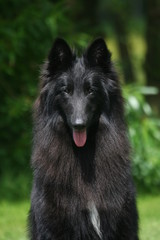 berger groenedael assis en portrait