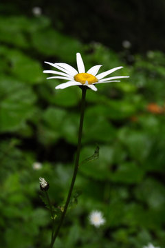 The Daisy