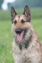 berger belge laekenois dru