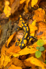 The Salamander