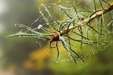 Lady Beetle with the Cobweb