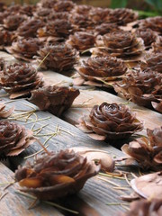 plein de pommes de pin