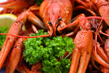 A lot of red crayfish close up