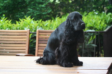 cocker spaniel assis sur une table de jardin