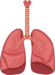 lungs