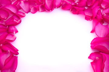 rose petals on white background