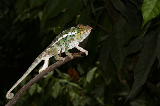 Chamäleon Madagaskar 23.2
