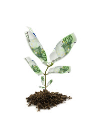 euro bills money plant isolated on white