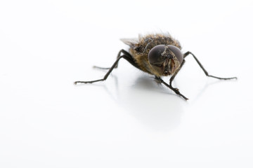 Vorderansicht von Fliege mit Facettenaugen