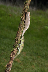 Chamäleon Kumpels 01.3