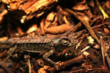 Chamäleon Madagaskar 21.2