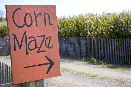 Corn Maze Sign Next To A Field Of Corn In Rural America