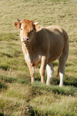 Vache des Hautes Pyrénées
