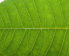 A close up of leaf