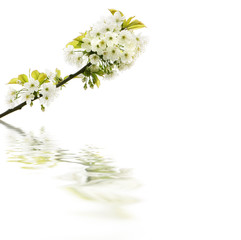blossoming tree branch and its reflection