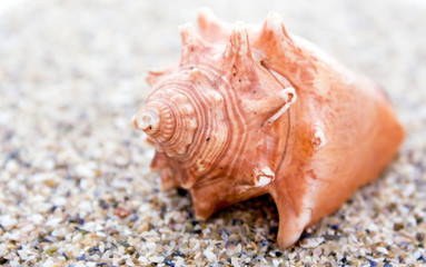 shell on beach