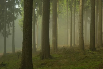  Wald im Nebel - forest in fog 02 © LianeM