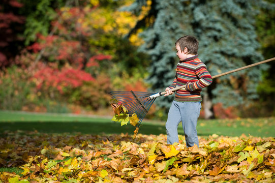 Boy Racking Fallen Leaves