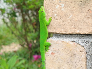 gecko vert phelsuma madagascariensis grandis sur brique