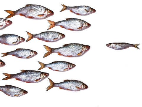 fish group all by itself against the white background