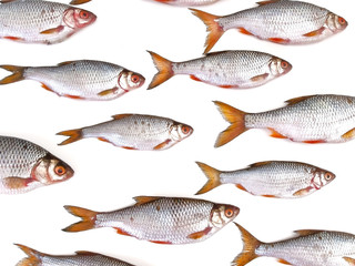 fish group  against the white background
