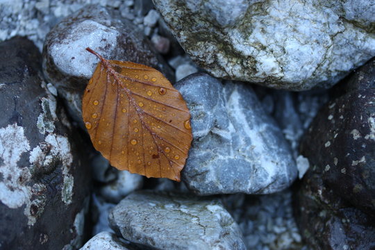 buchenblatt