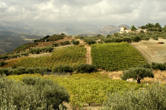 Vigne &agrave; Archan&egrave;s