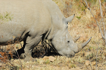 Obraz premium Rhino at Pilanesberg National Park. South Africa.