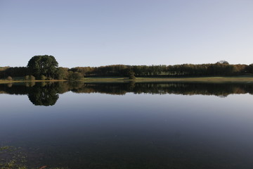 reflection of the tree in water