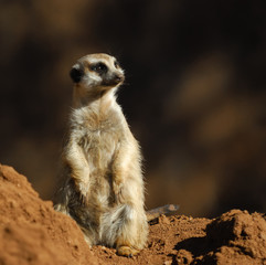 Fototapeta premium Meerkat at Sun City zoo. South Africa.