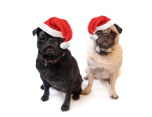 Black and Fawn colored Pugs with christmas santa claus