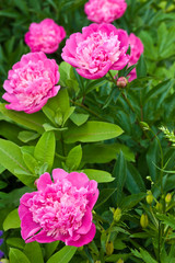 nature series: bush of blossoming pink paeon