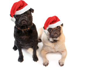 Black and Fawn colored Pugs with christmas santa claus hat
