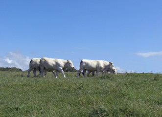 Boeufs en Normandie