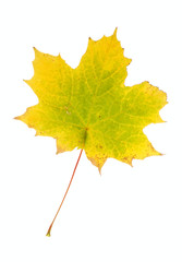 autumn maple leaf