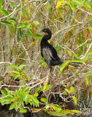 Anhinga hiding in the Everglades wetlands