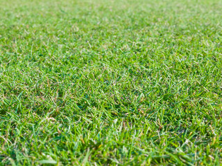 Playing field turf / grass