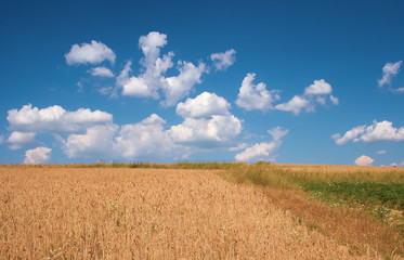 Golden field