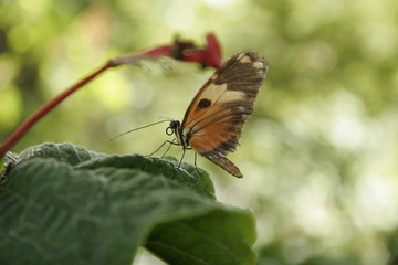 Fototapeta na wymiar Brązowy motyl