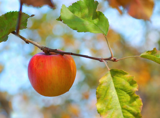 a ripe apple on a tree, ready for harvest