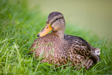 Duck having a rest in a grass close up
