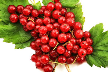 Red currant berries. Shot in a studio.